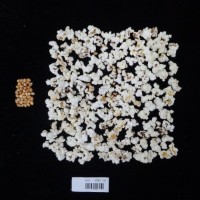 Popped and not popped comparison labeled.jpg