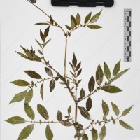 CIP 765693_RPSP 004_03.jpg