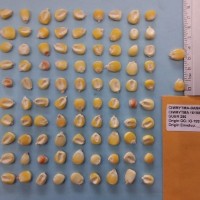 CIMMYTMA 16190 - Reference Inventory.jpg