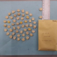 CIMMYTMA 7338 - Reference inventory.jpg