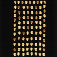 CIMMYTMA 2982 BRAZ 3032 AF22A-0903-151 K_compress.jpg