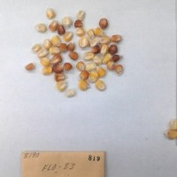 CIMMYTMA 819 - Reference Inventory.jpg