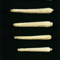 CIMMYTMA 7733 PUEB 524 BA23U-2903-32 C.jpg