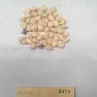 CIMMYTMA 3470 - Reference Inventory.jpg