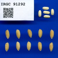 IRGC 91292 Seed Photo
