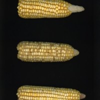 CIMMYTMA 4927 BRAZ 2034 AF22A-0903-90 E1_compress.jpg