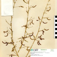 9882 herbarium