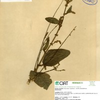 3388 herbarium