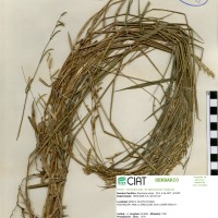 16522 herbarium