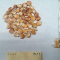 CIMMYTMA 2452 - Reference Inventory.jpg