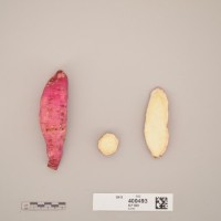 CIP 400493 (root).jpg