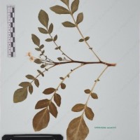 CIP 761429_OCHS 12062_05.jpg