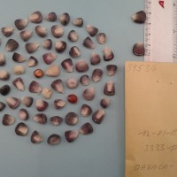 CIMMYTMA 5953 - Reference Inventory.jpg