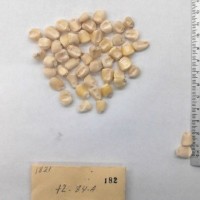CIMMYTMA 182 - Reference Inventory.jpg