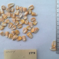 CIMMYTMA 1729 - Reference Inventory.jpg