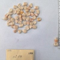 CIMMYTMA 189 - Reference Inventory.jpg