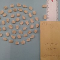 CIMMYTMA 5930 - Reference Inventory.jpg