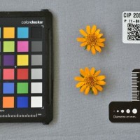 CIP 205028 (flower).jpg