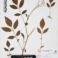 CIP 761396_OCH 12017_02.jpg