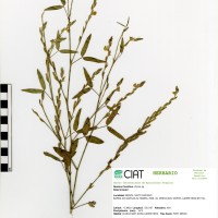 9626 herbarium