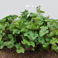 CIP 400907 (plant).jpg