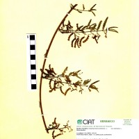 9569 herbarium