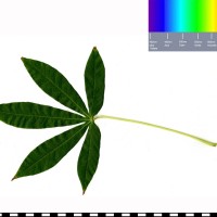 COL2628 leaf