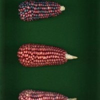 CIMMYTMA 7714 PUEB 505 BA 2021 U 2903 251 E1_compress.jpg