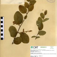 13218 herbarium