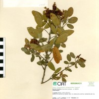 3378 herbarium