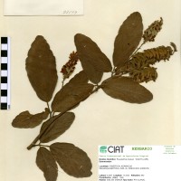 21579 herbarium
