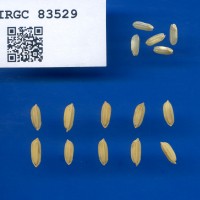 IRGC 83529 Seed Photo