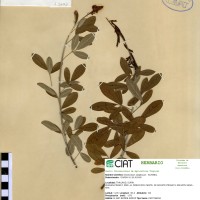 13153 herbarium