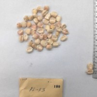 CIMMYTMA 180 - Reference Inventory.jpg