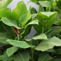 CIP 206022 (plant).jpg