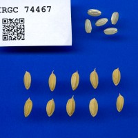 IRGC 74467 Seed Photo