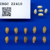 IRGC 22410 Seed Photo