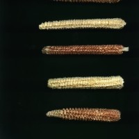 CIMMYTMA 18949 BOZM 1356 TC22U-2903-54 C.jpg