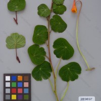 CIP 203037 Herbarium