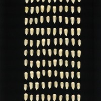 CIMMYTMA 26975 AGUC 79 BA22U-2903-42 K.jpg