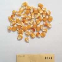 CIMMYTMA 4014 - Reference Inventory.jpg