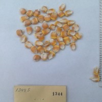 CIMMYTMA 1344 - Reference Inventory.jpg