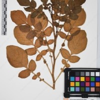 CIP 761456_OCH 12094_01.jpg