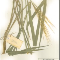 IRGC 105325 Herbarium
