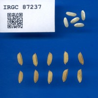 IRGC 87237 Seed Photo