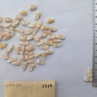 CIMMYTMA 1543 - Reference Inventory.jpg