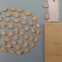 CIMMYTMA 6953 - Reference Inventory.jpg