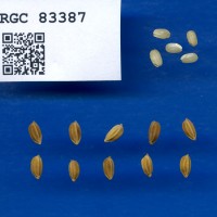 IRGC 83387 Seed Photo
