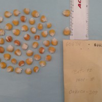 CIMMYTMA 6063 - Reference Inventory.jpg