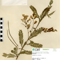 21523 herbarium